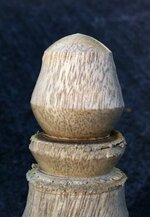 Egg-1.jpg