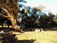 Macrocarpa and BT trees.jpg