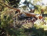 Macrocarpa and BT trees-2.jpg