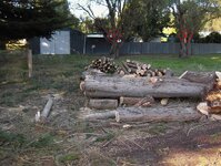 Macrocarpa and BT trees-3.jpg