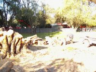 Macrocarpa and BT trees-4.jpg