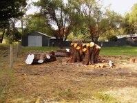 Macrocarpa and BT trees-7.jpg