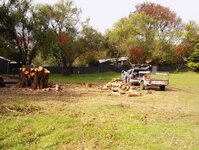 Macrocarpa and BT trees-10.jpg