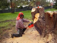 Macrocarpa and BT trees-13.jpg