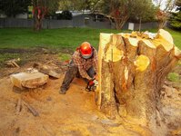 Macrocarpa and BT trees-14.jpg