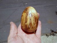 Bay egg-1.jpg Bay egg-1.jpg