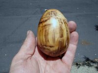 Bay egg-2.jpg Bay egg-2.jpg