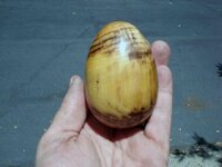 Bay egg-3.jpg Bay egg-3.jpg