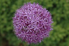 DSC_2121.jpg