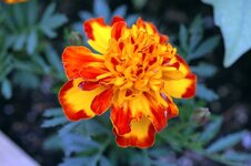 DSC_2125.jpg