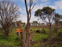 Red timber evidence.jpg