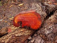 Last red tree091_(1).jpg