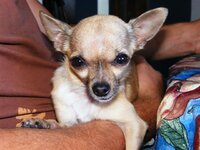 2008_12272008xmas0236 (Small).JPG