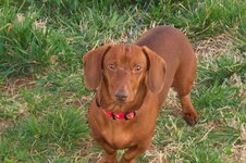 Oscar helping paint.jpg