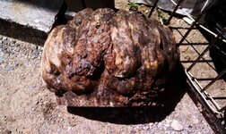 white-pine-burl-2.jpg