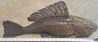 Record Pleco 3.jpg