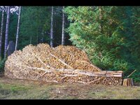WoodPile.jpg