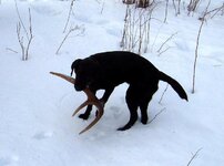 RileyH115Lo021509.jpg