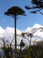 monkey-puzzle.jpg