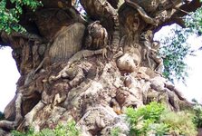 BIG TREE dbl close up.jpg