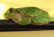 treefrog.jpg