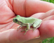 Friendly Frog (2).JPG