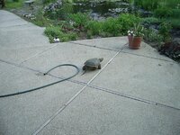 turtle pictures 003.jpg