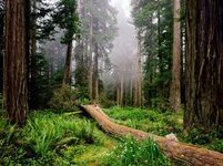 Forest.jpg