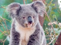koala2.jpg