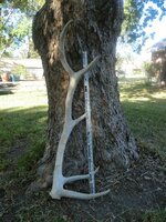 Elk antler 002.jpg