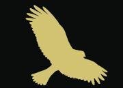 Hawk.jpg