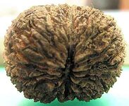 Walnut.jpg