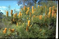 Tree.jpg