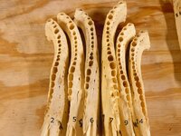 jaw1.JPG