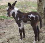 spotted donkey 1.jpg