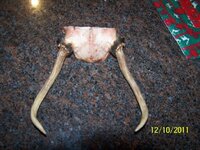deer antlers.jpg