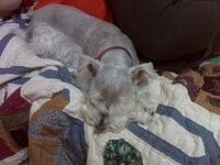 Blackberry pic.s054.jpg