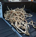 antlers.jpg antlers.jpg