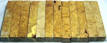 Black Locust 1.jpg Black Locust 1.jpg