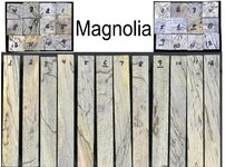 magnolia.jpg