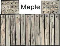 maple2.jpg