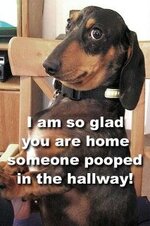 Dachshund.jpg
