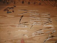 IMG_8209.JPG