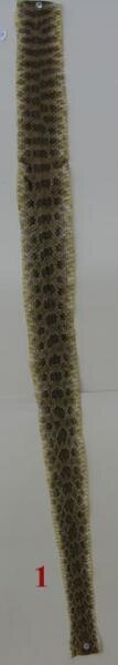 snakes-1.jpg