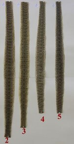 Snakes-2.jpg