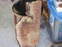 curly sugi pine 1.jpg