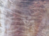 curly sugi pine 2.jpg