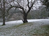 redmulberry1.jpg