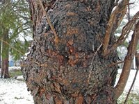 redmulberry.jpg