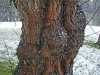 redmulberry2.jpg